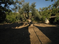 Fattoria Iblea - Ragusa