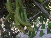 Fattoria Iblea - Ragusa
